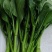 农九板蓝根菜心板蓝根菜苔含板蓝根成份授权省市代理商