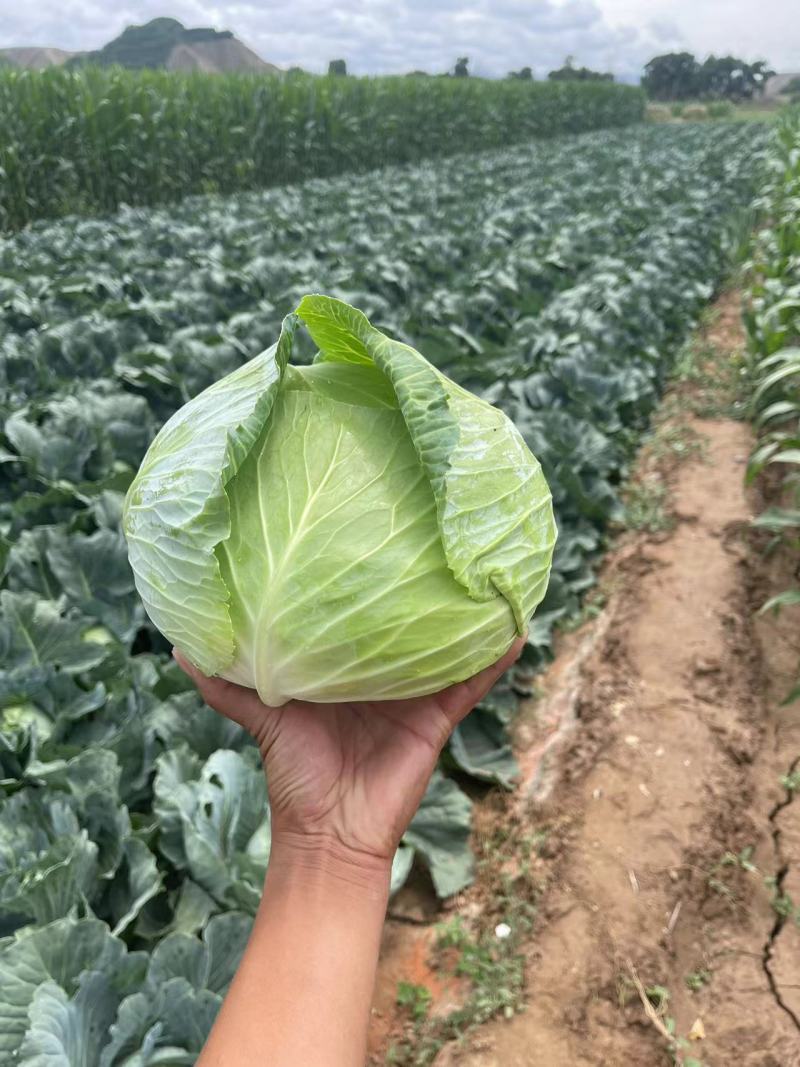 奥奇娜扁包靖远蔬菜产地供应货源充足