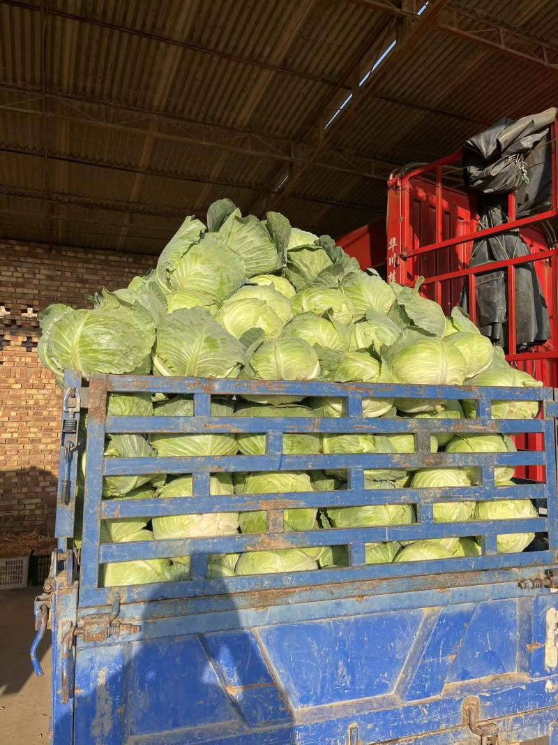 奥奇娜扁包靖远蔬菜产地供应货源充足