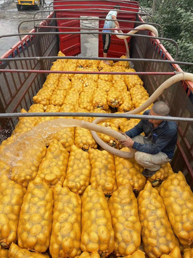 希森土豆大量上市3两起步黄皮黄心个头均匀