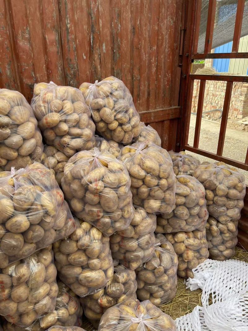 甘肃靖远土豆大量上市个体均匀3两通天