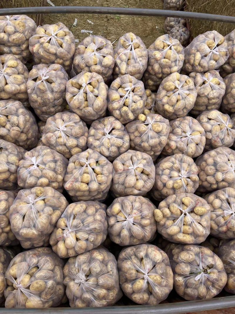 甘肃靖远土豆大量上市个体均匀3两通天