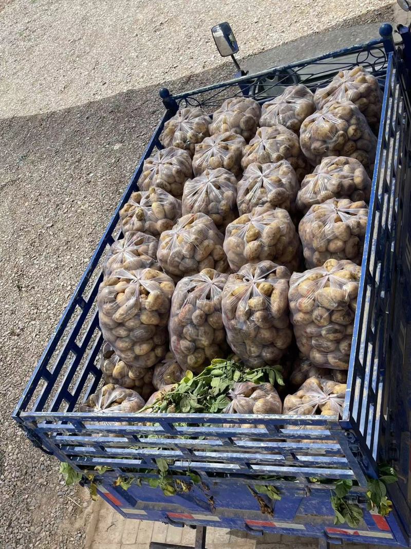 甘肃靖远土豆大量上市个体均匀3两通天