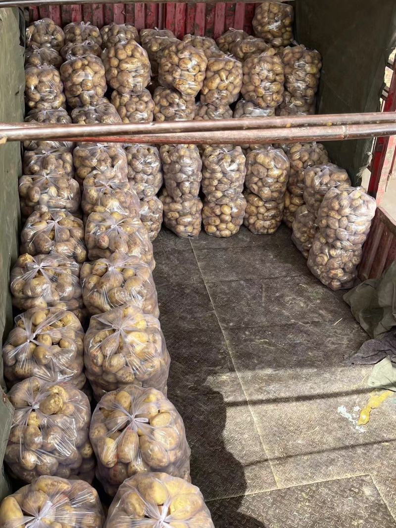 甘肃靖远土豆大量上市个体均匀3两通天