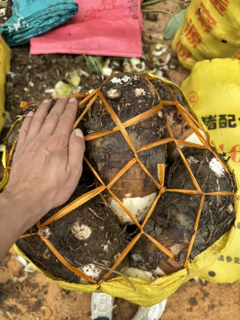 荔浦香芋