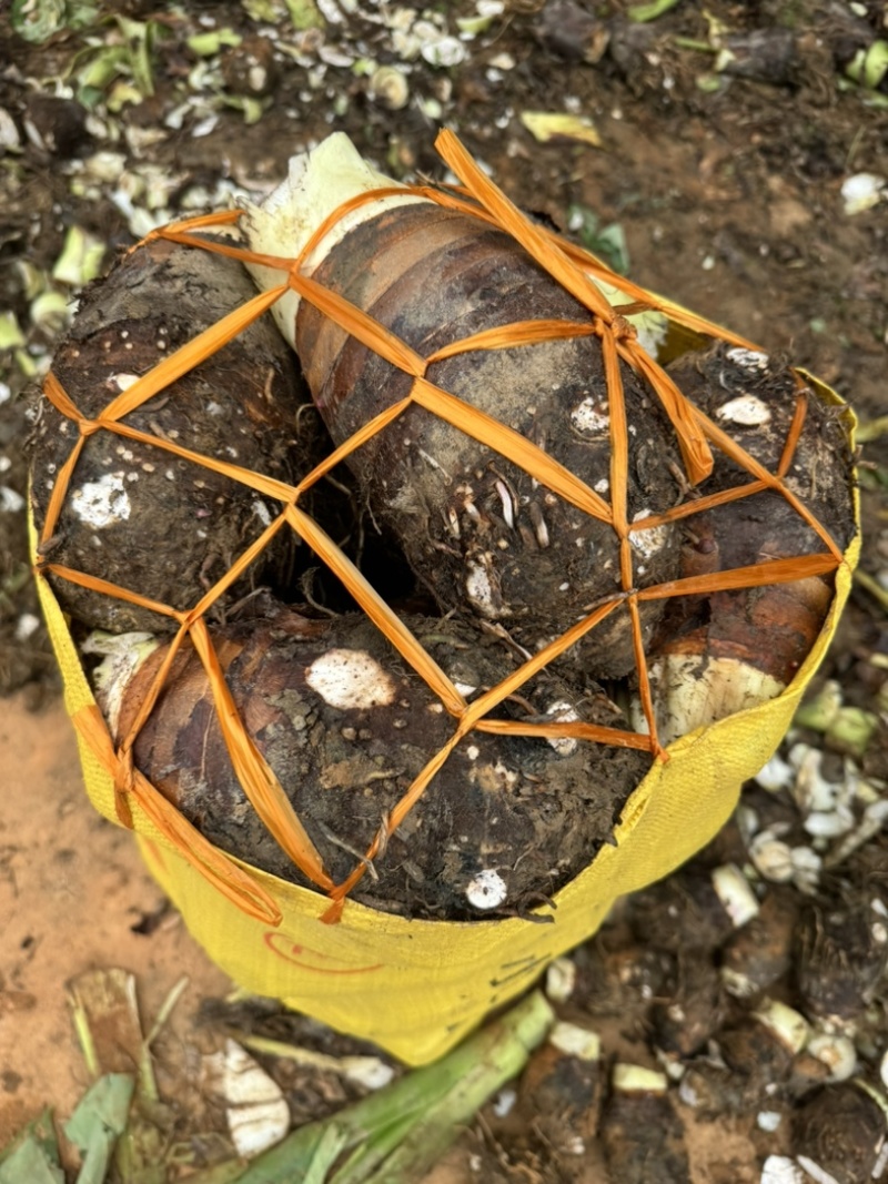荔浦香芋