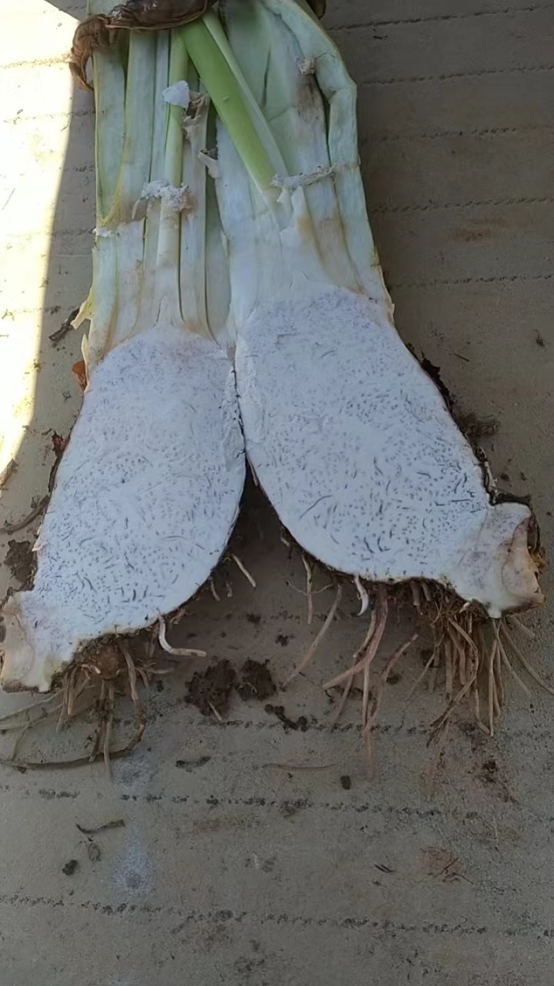 香芋
