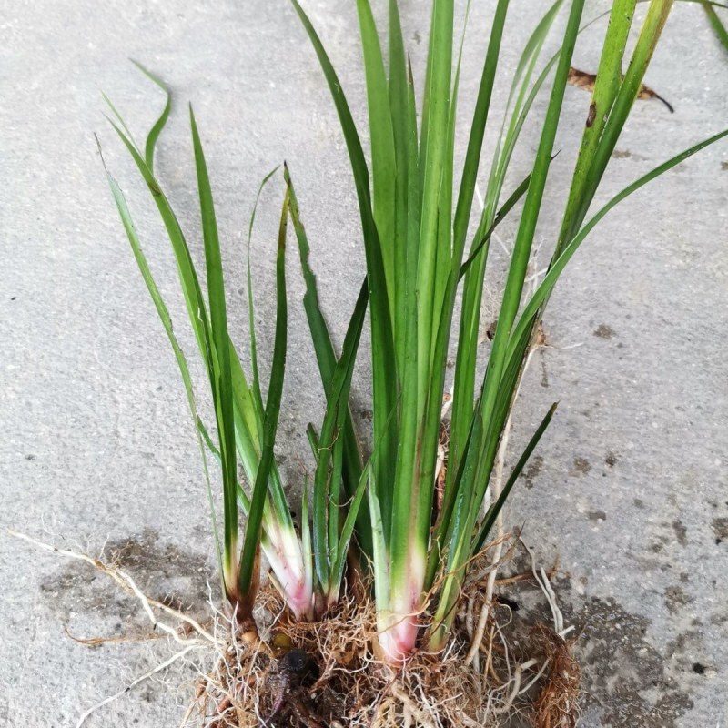 又到种植石菖蒲了大量出售大叶红根石菖蒲苗，欢迎来骚扰