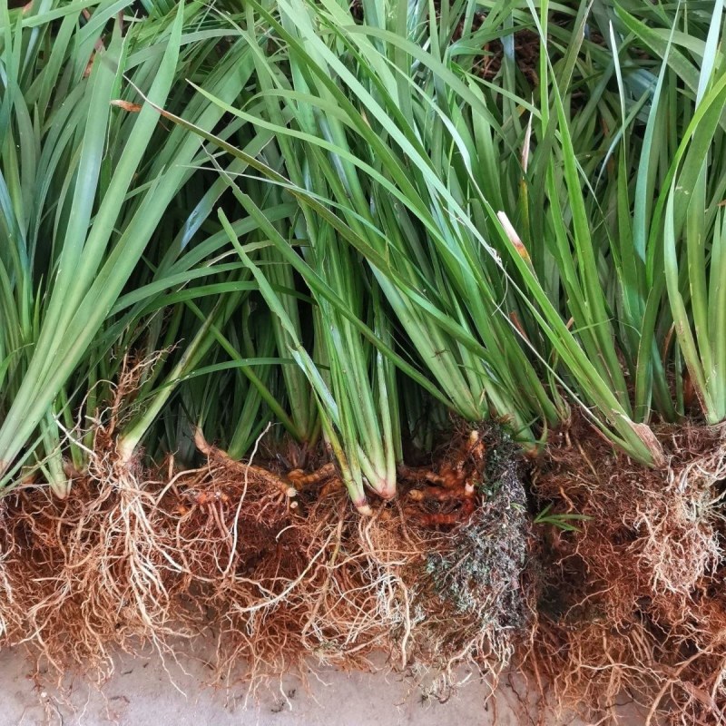又到种植石菖蒲了大量出售大叶红根石菖蒲苗，欢迎来骚扰