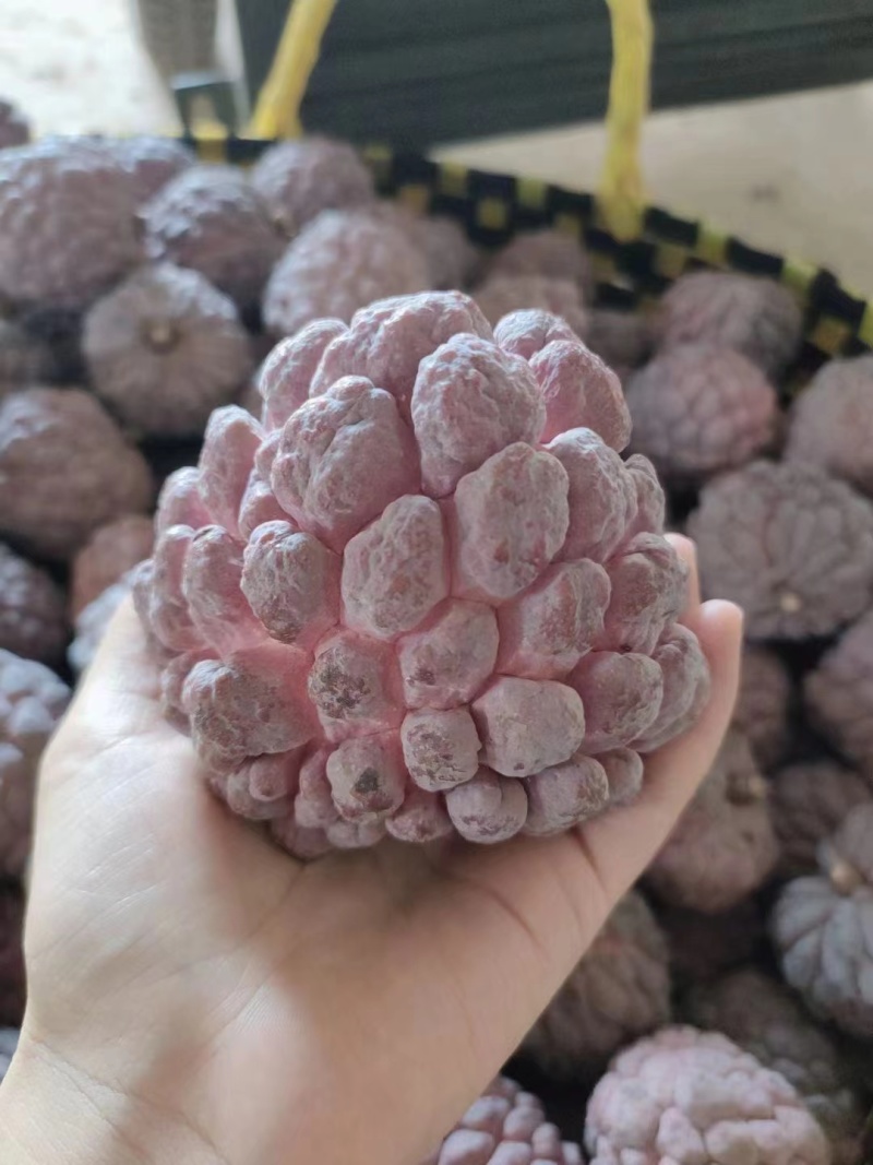 玫瑰红释迦果软糯香甜牛奶释迦摩尼红皮释迦当季水果
