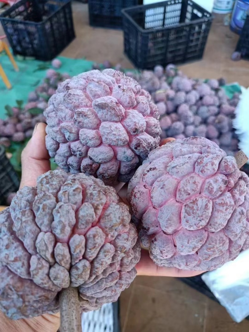 【玫瑰释迦果】热带新鲜应季水果番荔枝红玫瑰释迦果牛奶佛头
