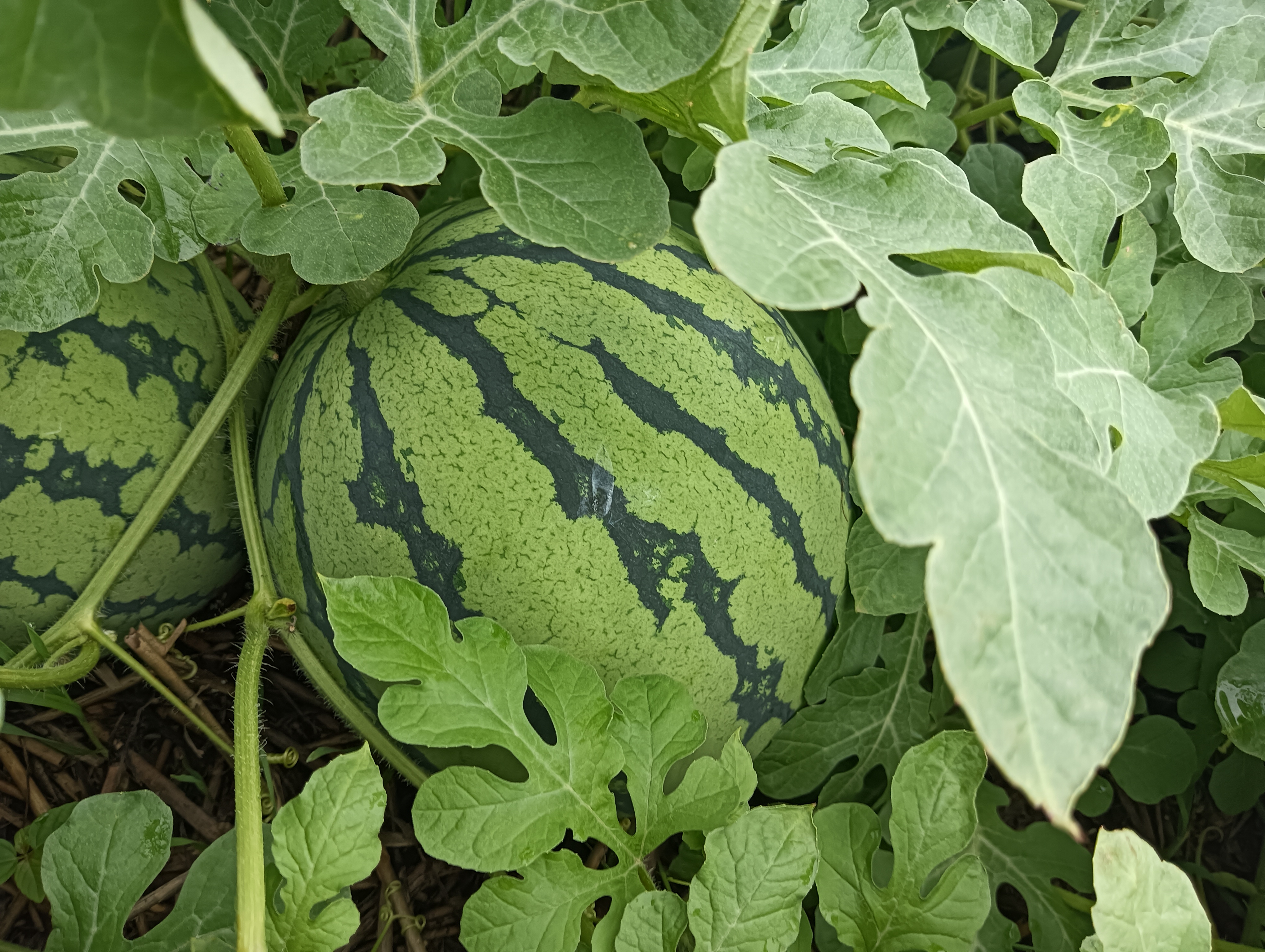 麒麟西瓜外观特征图