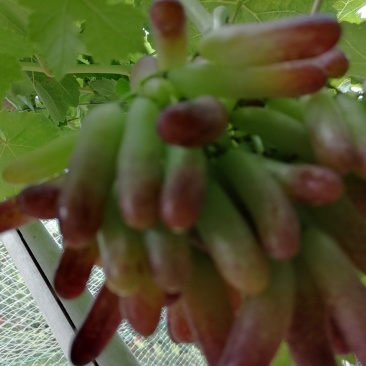 蓝宝石葡萄正在丘色中