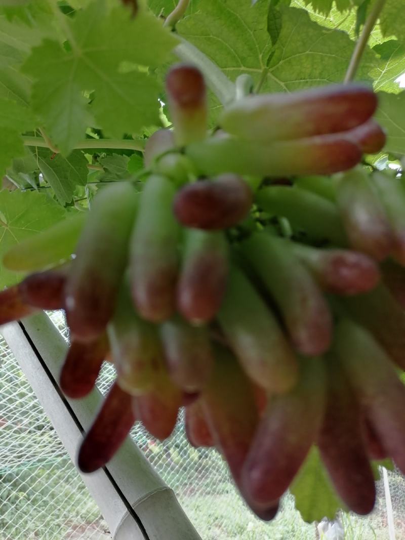 蓝宝石葡萄正在丘色中