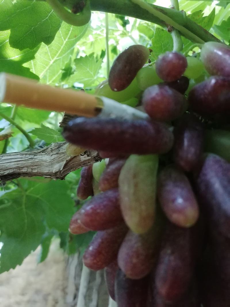 蓝宝石葡萄正在丘色中