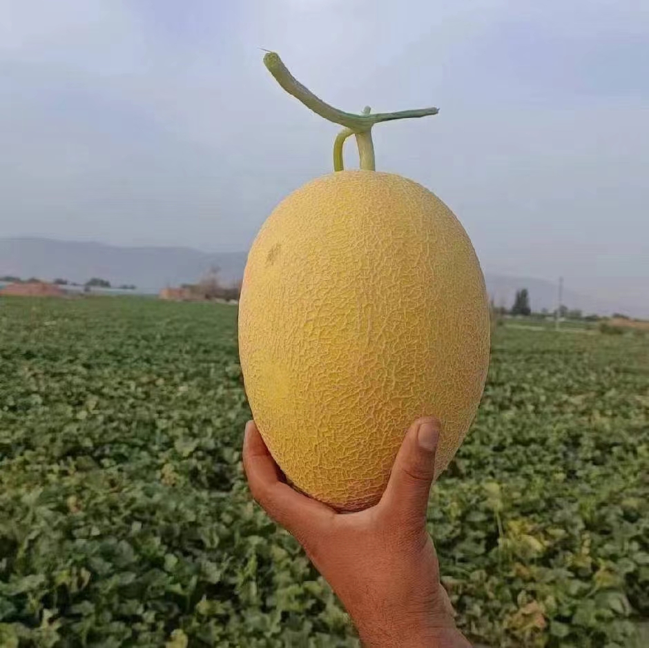 黄瓤西瓜果肉特写