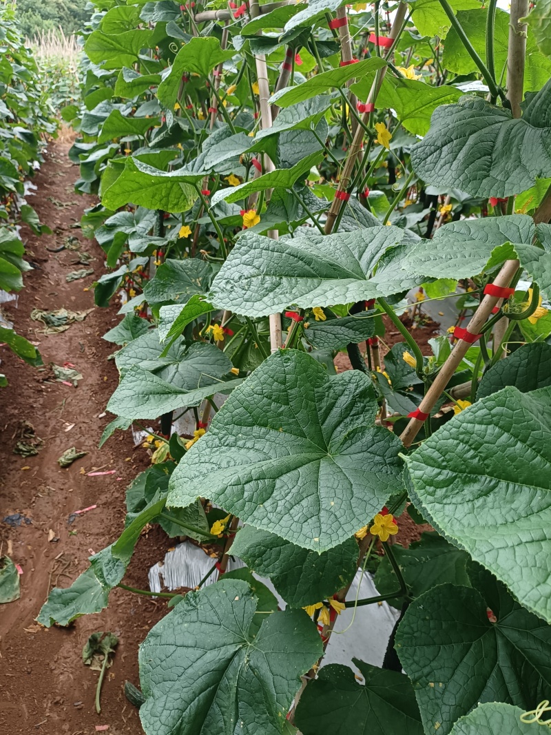 黄瓜【密刺黄瓜】贵州青瓜口感好，量大耐运输货源充足品质保障