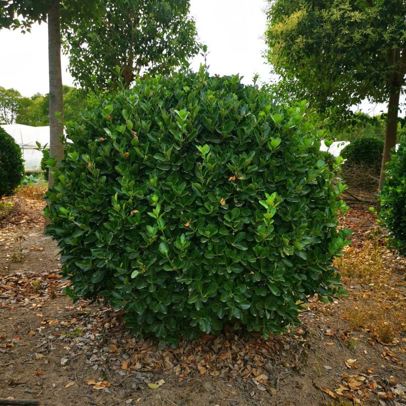 东台大叶黄杨球80-100-120-150厘米，苗圃直供