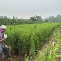 柏树苗供应，苗木基地直发，各种规格齐全