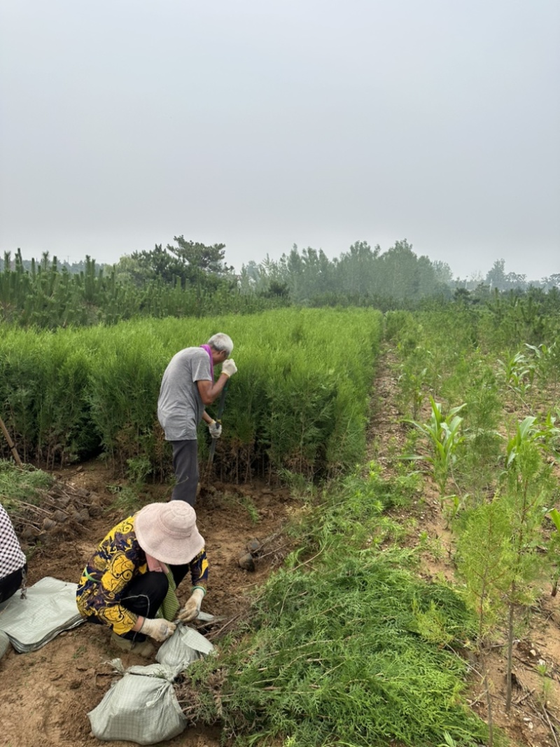 柏树苗供应，苗木基地直发，各种规格齐全侧柏苗木侧柏