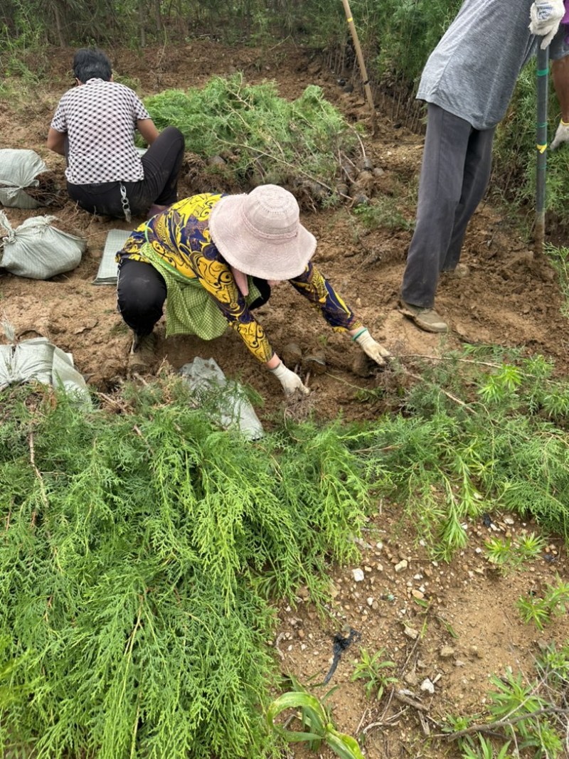 柏树苗供应，苗木基地直发，各种规格齐全侧柏苗木侧柏