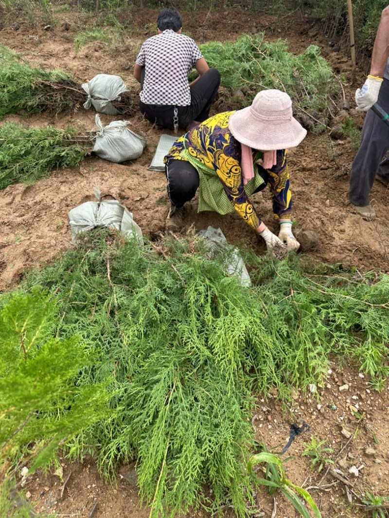 柏树苗供应，苗木基地直发，各种规格齐全侧柏苗木侧柏