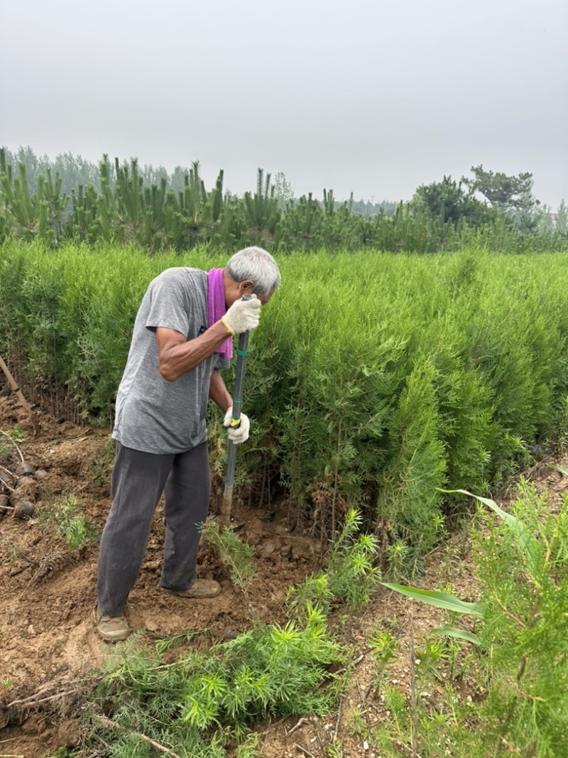 柏树苗供应，苗木基地直发，各种规格齐全侧柏苗木侧柏