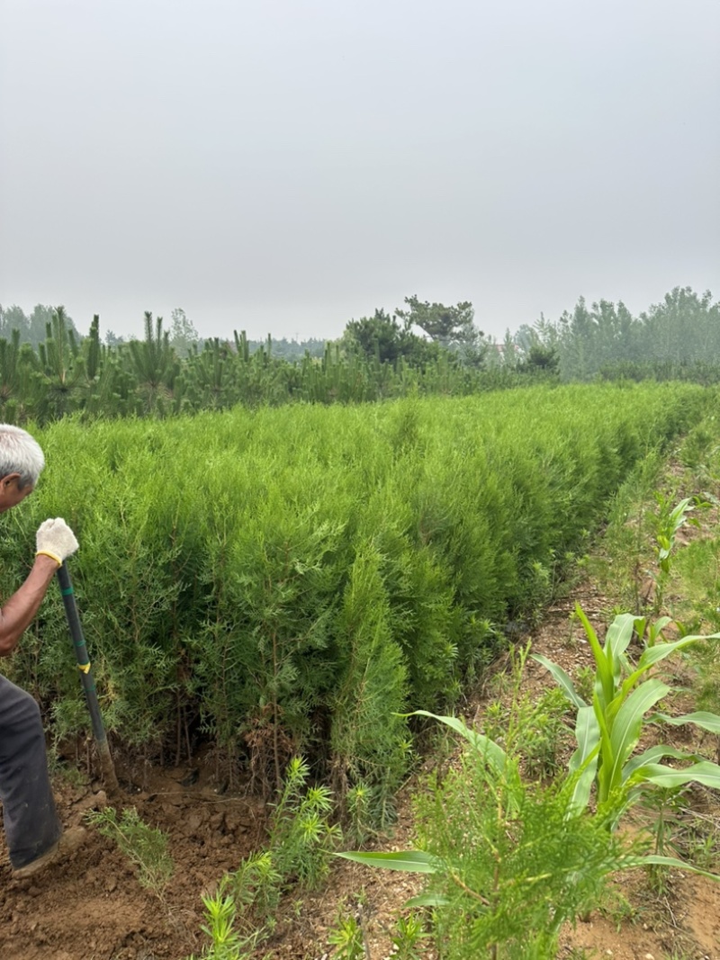 柏树苗供应，苗木基地直发，各种规格齐全侧柏苗木侧柏