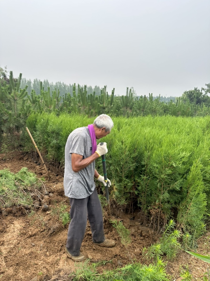 柏树苗供应，苗木基地直发，各种规格齐全侧柏苗木侧柏