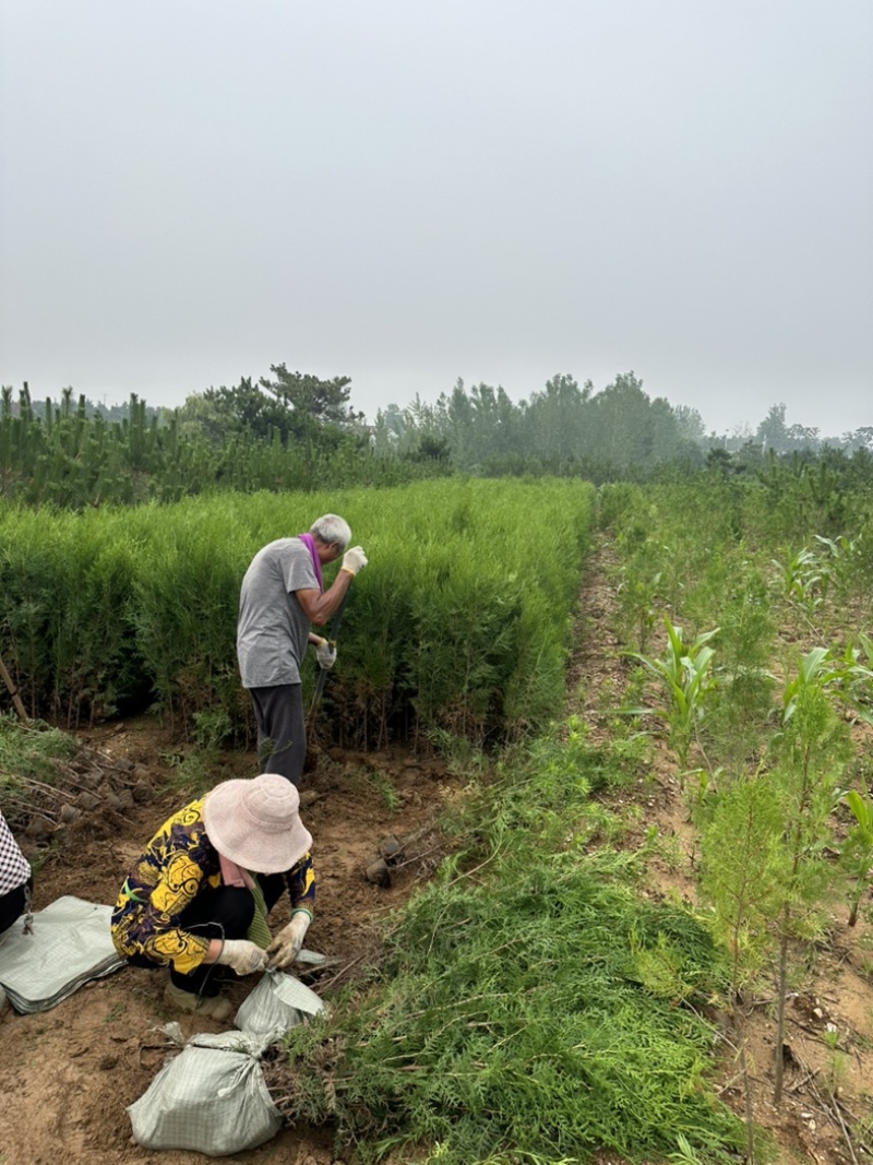 柏树苗供应，苗木基地直发，各种规格齐全侧柏苗木侧柏