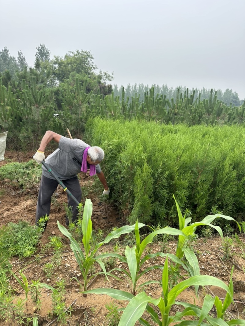 柏树苗供应，苗木基地直发，各种规格齐全侧柏苗木侧柏