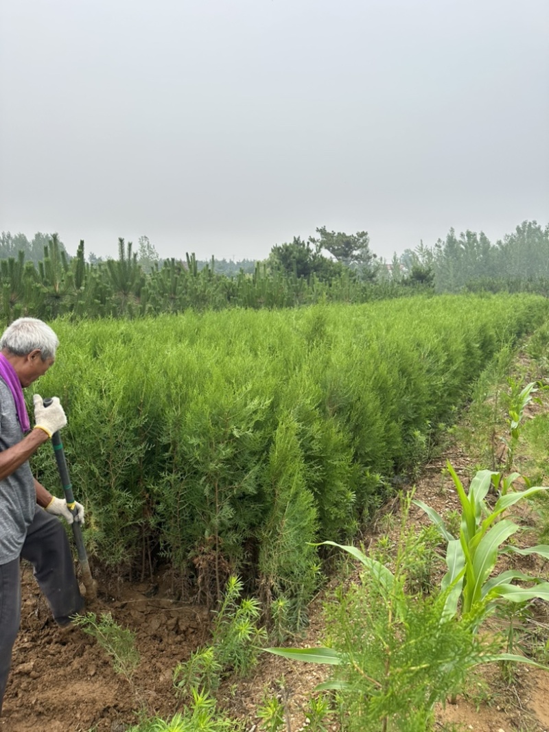 柏树苗供应，苗木基地直发，各种规格齐全侧柏苗木侧柏
