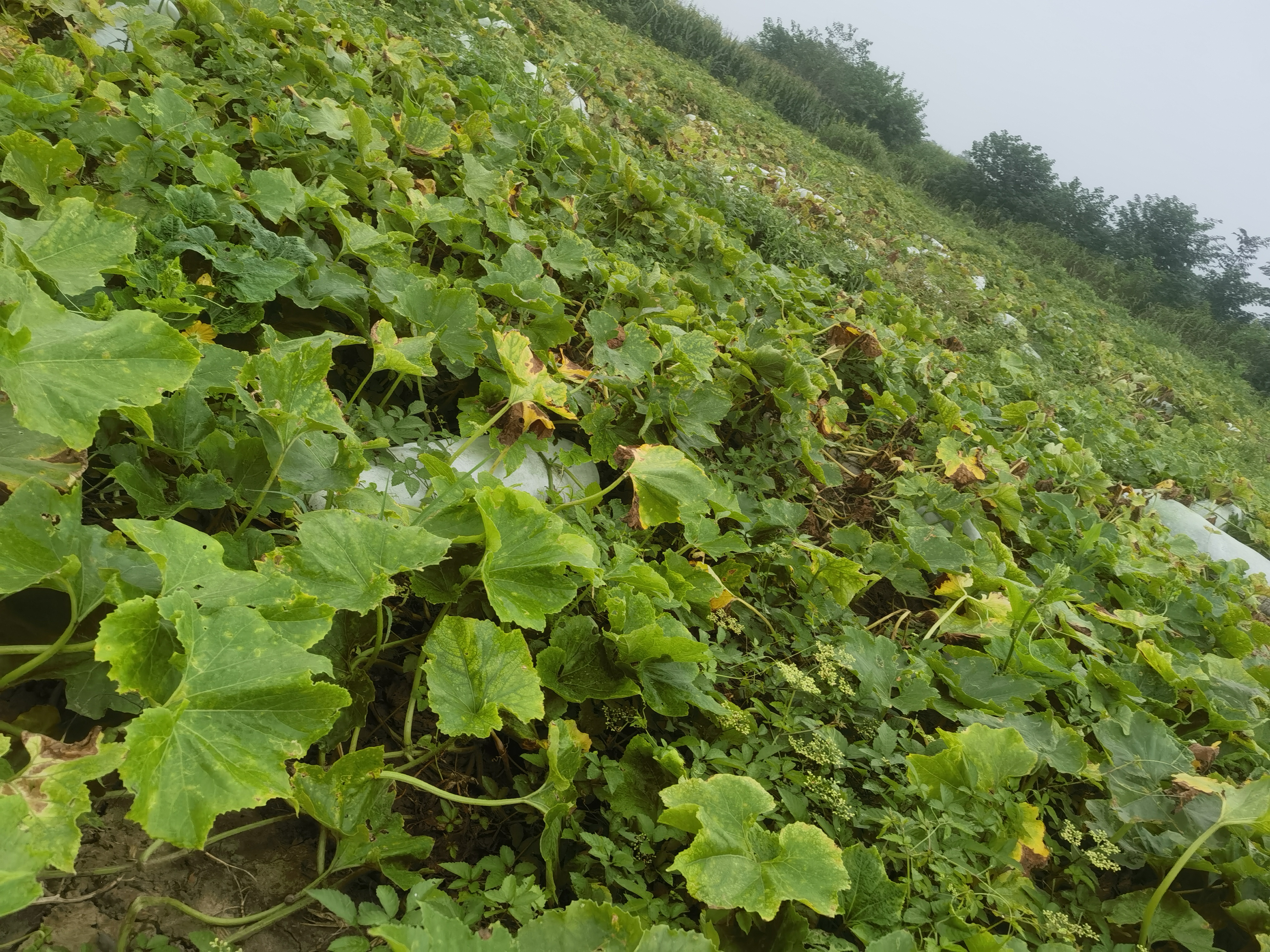 白梨瓜果园实景图
