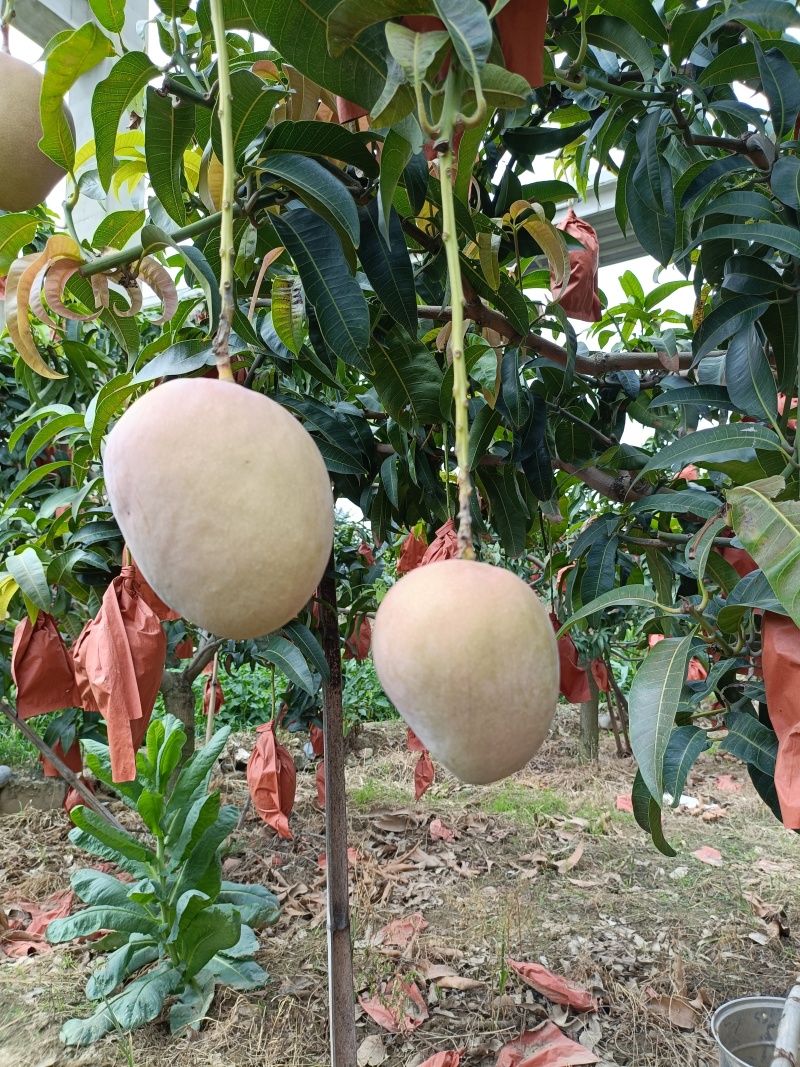 《肯特芒果》四川攀枝花原产地代办供货肯特热龙