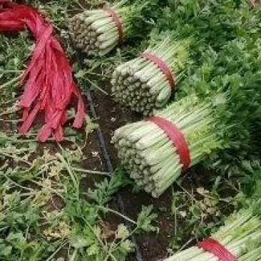 中粗棵西芹