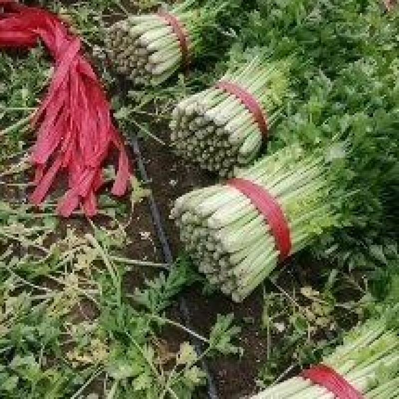 中粗棵西芹