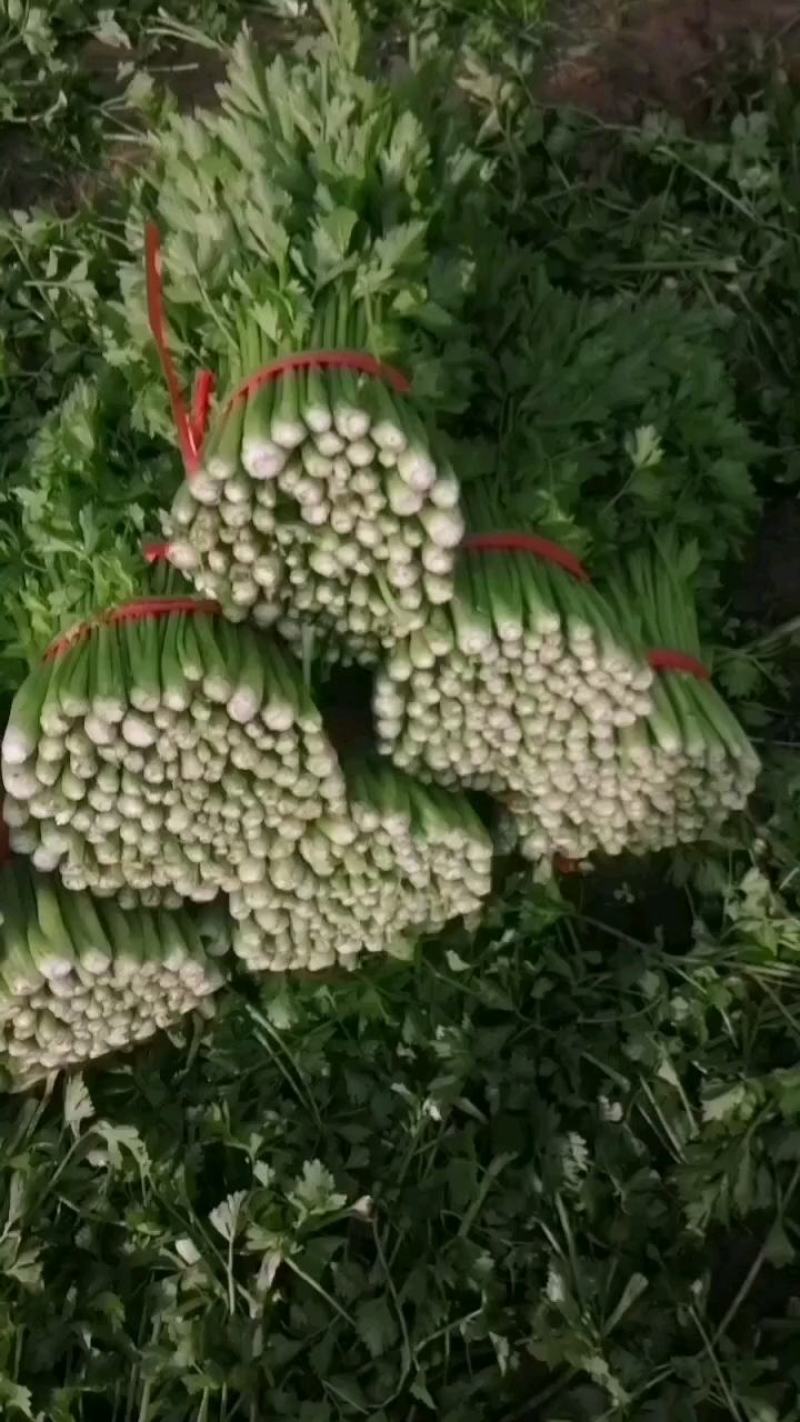 中粗棵西芹