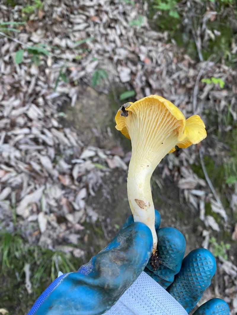 大山深处的美味鸡油菌品质保证，量大从优，欢迎咨询