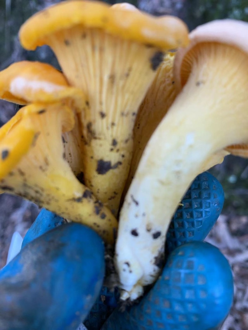 大山深处的美味鸡油菌品质保证，量大从优，欢迎咨询