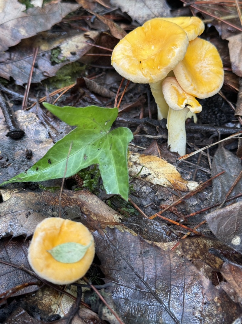 大山深处的美味鸡油菌品质保证，量大从优，欢迎咨询