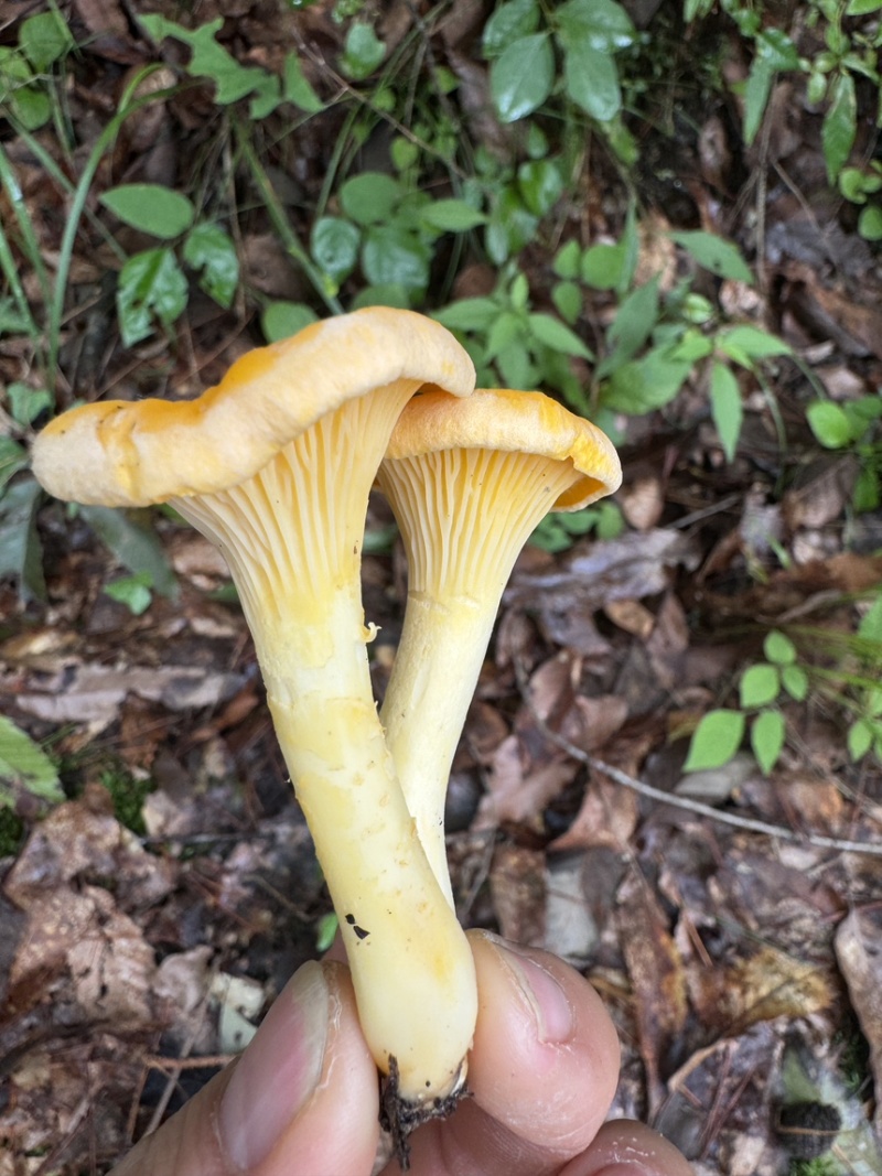 大山深处的美味鸡油菌品质保证，量大从优，欢迎咨询