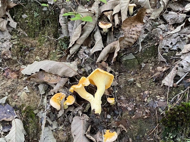 大山深处的美味鸡油菌品质保证，量大从优，欢迎咨询