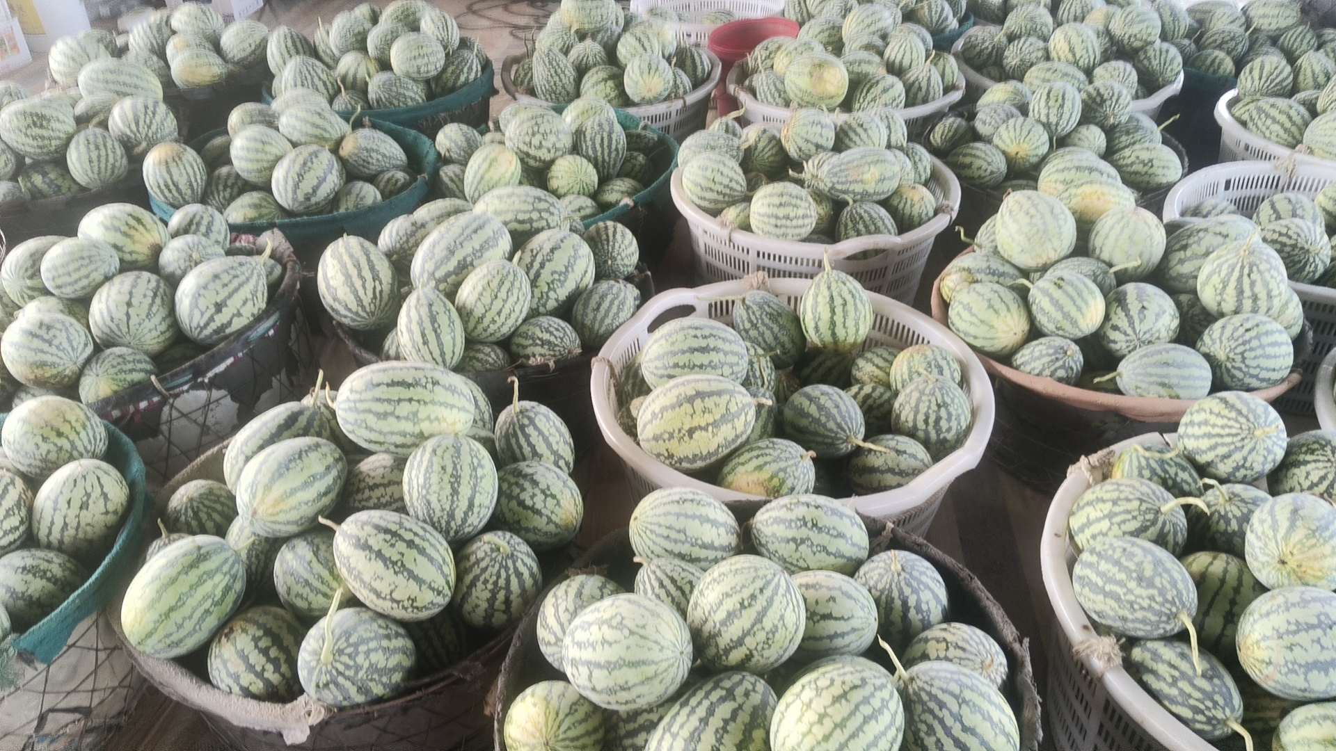 甘美4K西瓜种植基地航拍图