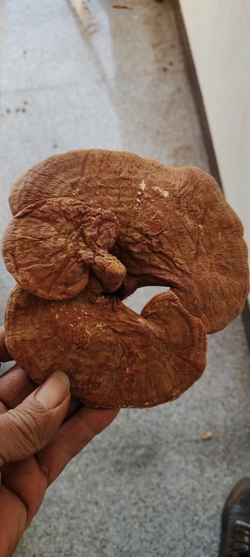 大别山赤灵芝药厂提取原料。多糖、三萜含量高