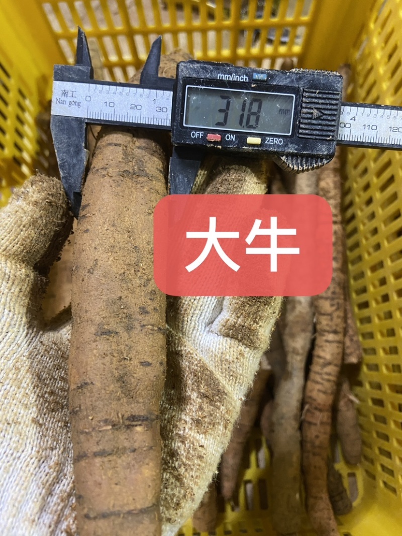 工厂大量供应牛大力规格大牛中牛小牛小小牛