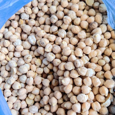 新疆鹰嘴豆一手货源全国代发价格优惠欢迎致电