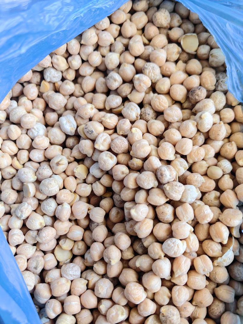 新疆鹰嘴豆一手货源全国代发价格优惠欢迎致电