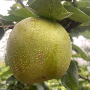 花翠冠梨