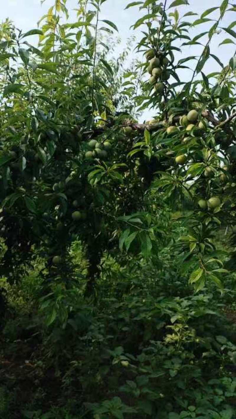陕西青脆李子大量上市