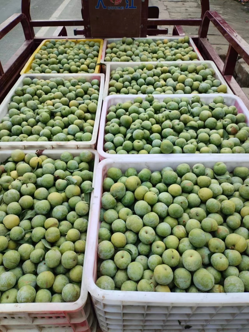 陕西青脆李子大量上市